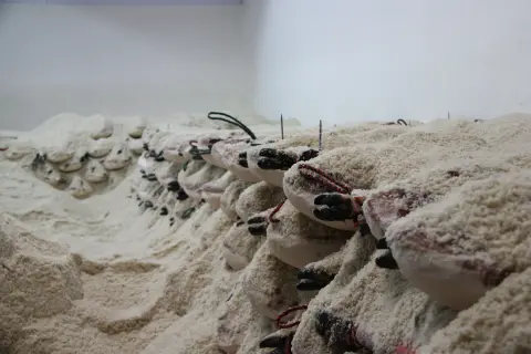 Un jamón cubierto de sal en el saladero