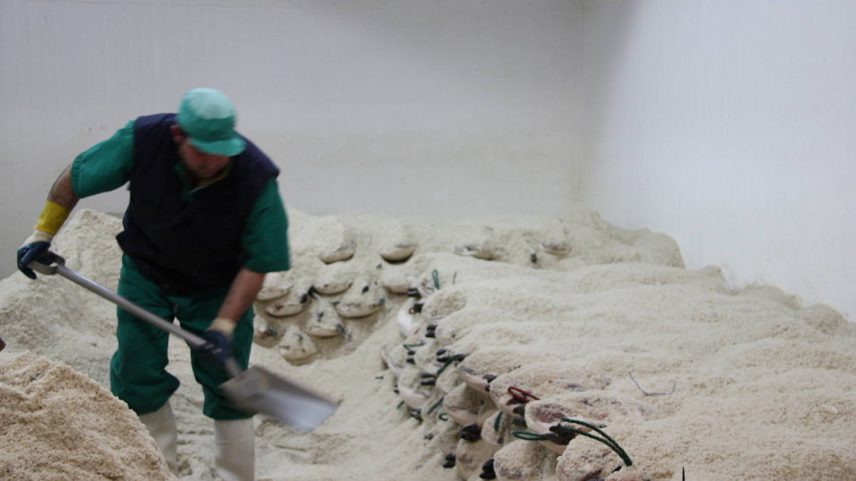 etapas-de-curacion-de-un-jamon