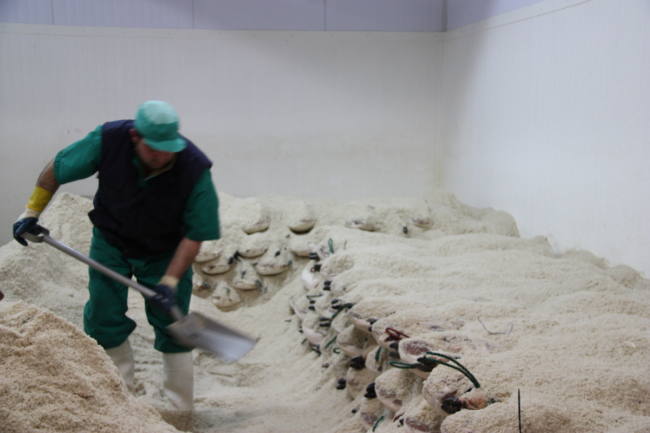 etapas-de-curacion-de-un-jamon