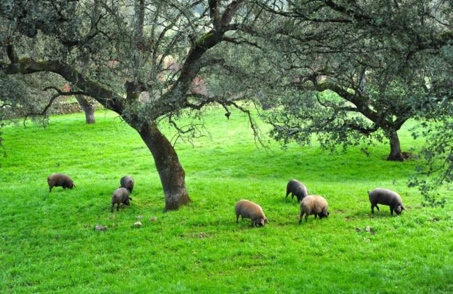 premontanera premontanera