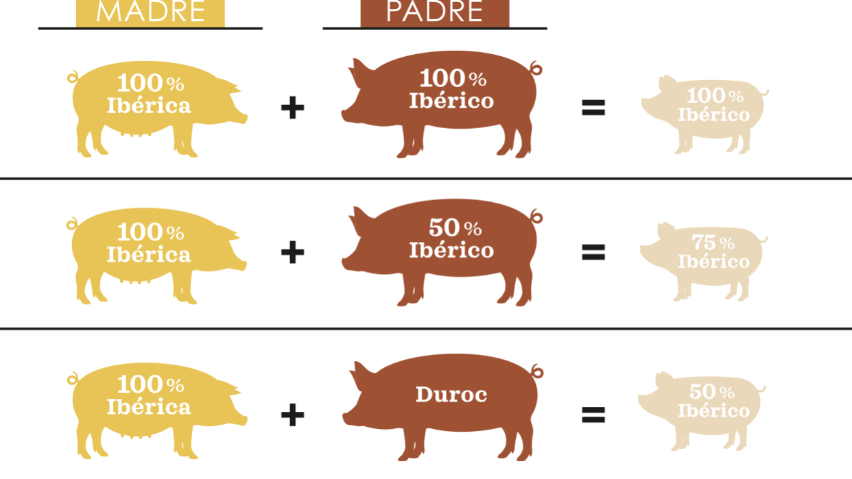 razas-de-jamones-ibericos