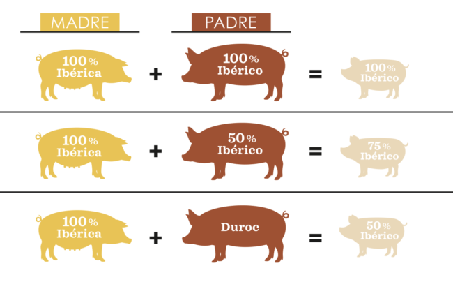 razas-de-jamones-ibericos