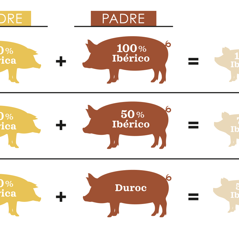 razas-de-jamones-ibericos razas-de-jamones-ibericos
