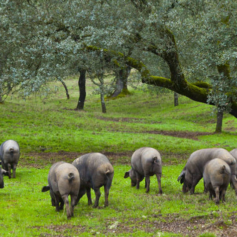 diferencias-entre-jamon-iberico-y-serrano diferencias-entre-jamon-iberico-y-serrano
