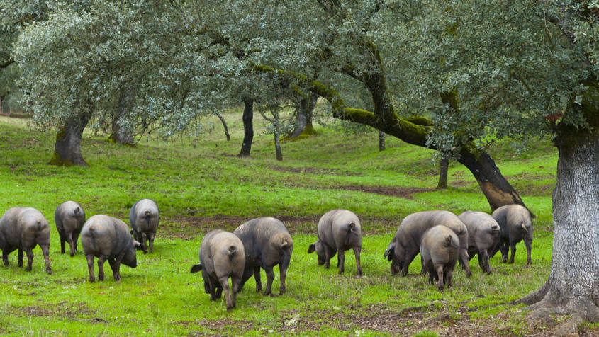 diferencias-entre-jamon-iberico-y-serrano diferencias-entre-jamon-iberico-y-serrano