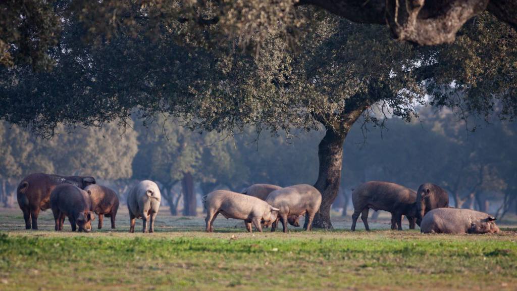 periodo-de-la-montanera