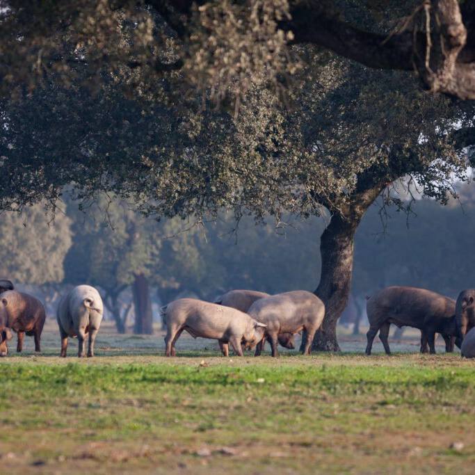 periodo-de-la-montanera periodo-de-la-montanera
