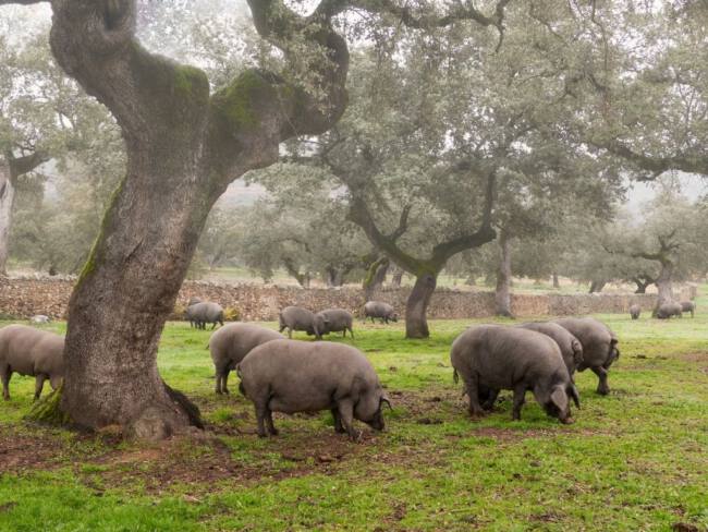 cerdo-alimentado-a-base-de-pienso