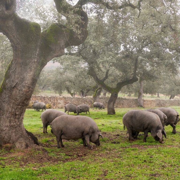 cerdo-alimentado-a-base-de-pienso