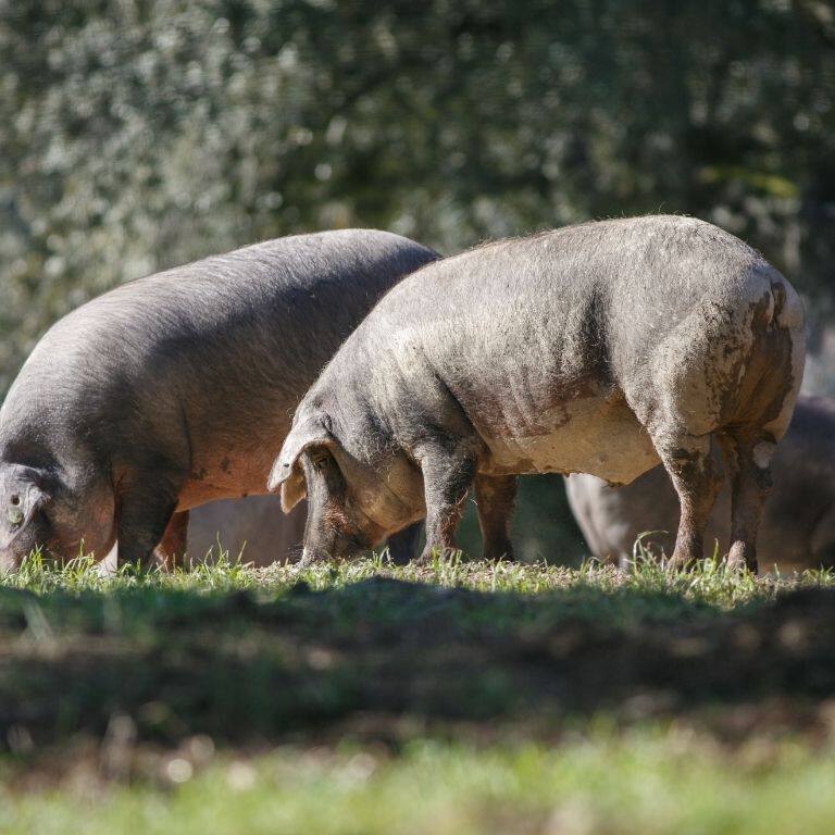 cerdo-aprovechamiento