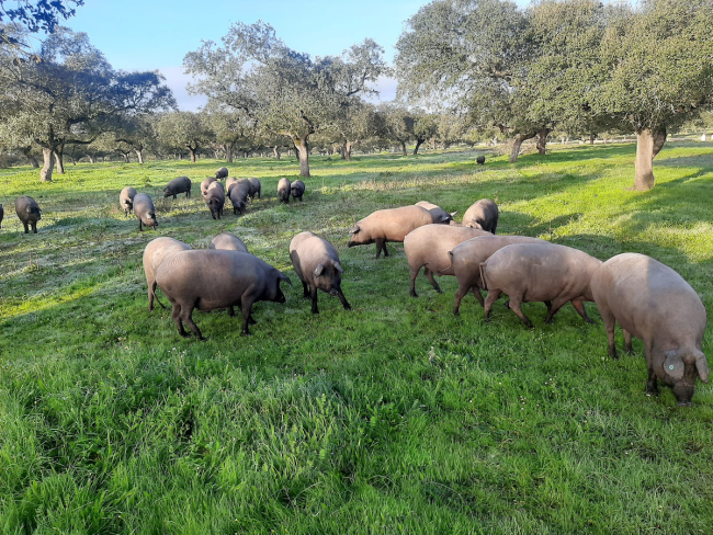 la-dehesa la-dehesa
