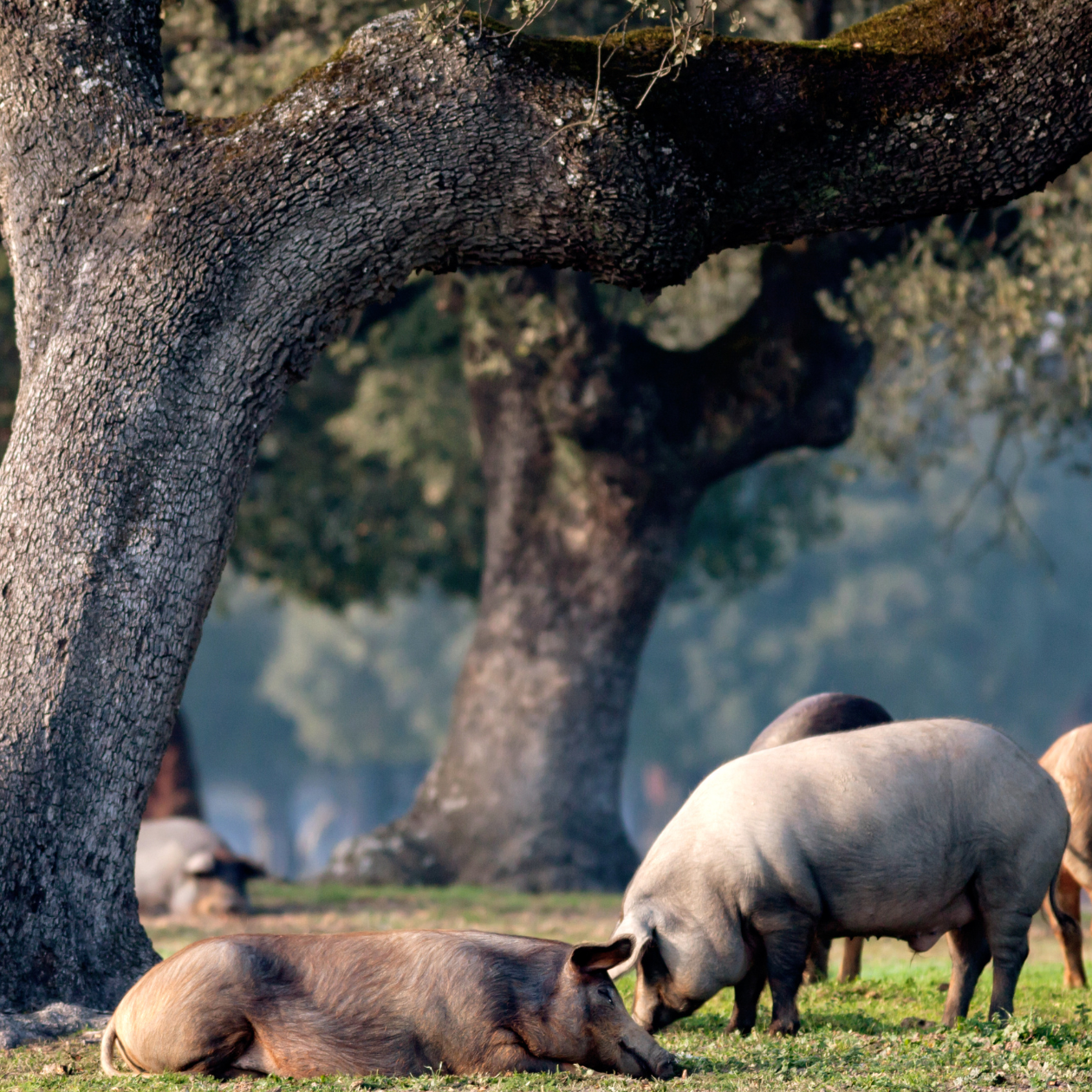 diferencias-jamon-hembra-y-macho diferencias-jamon-hembra-y-macho