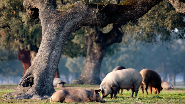 diferencias-jamon-hembra-y-macho