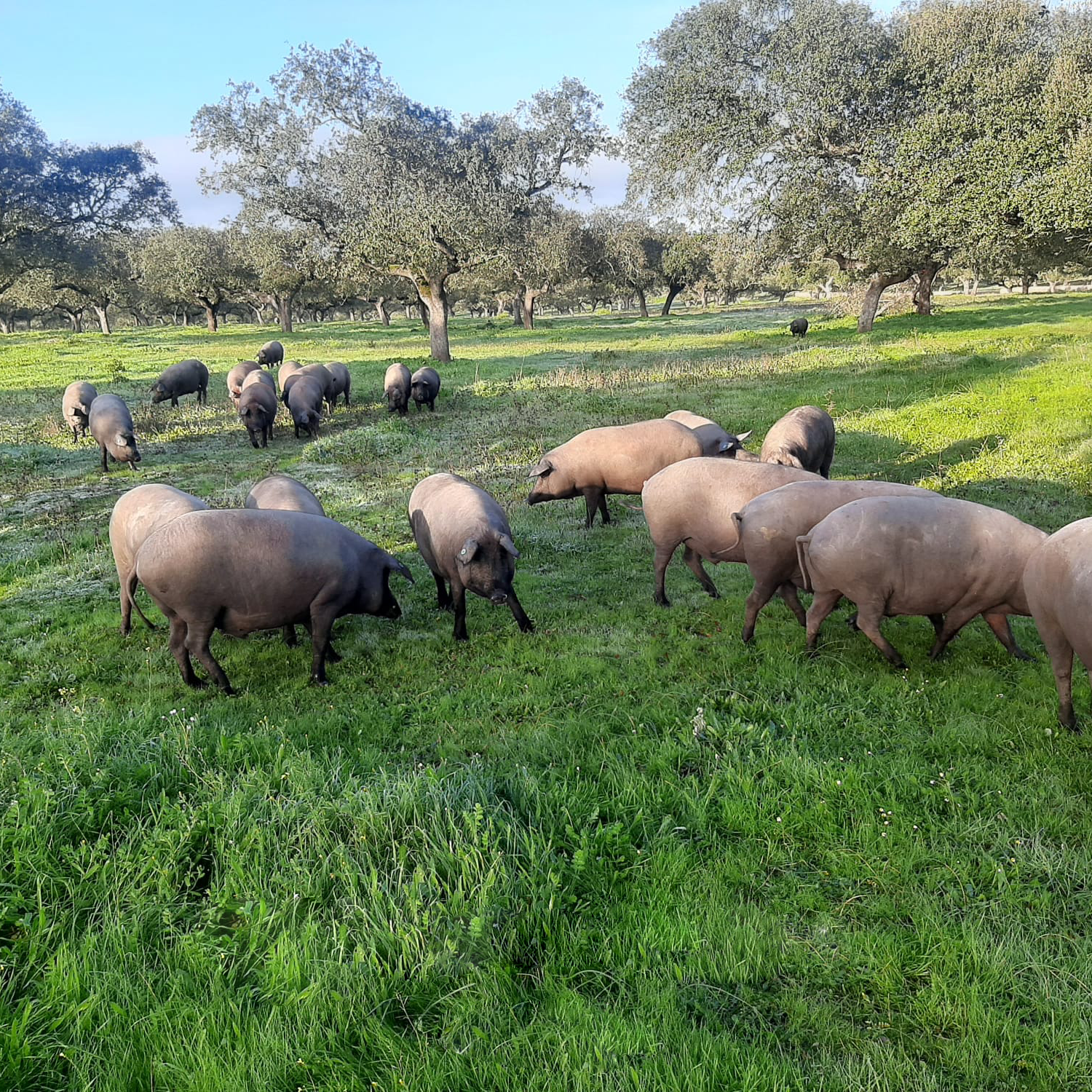 alimentacion-del-cerdo-iberico alimentacion-del-cerdo-iberico