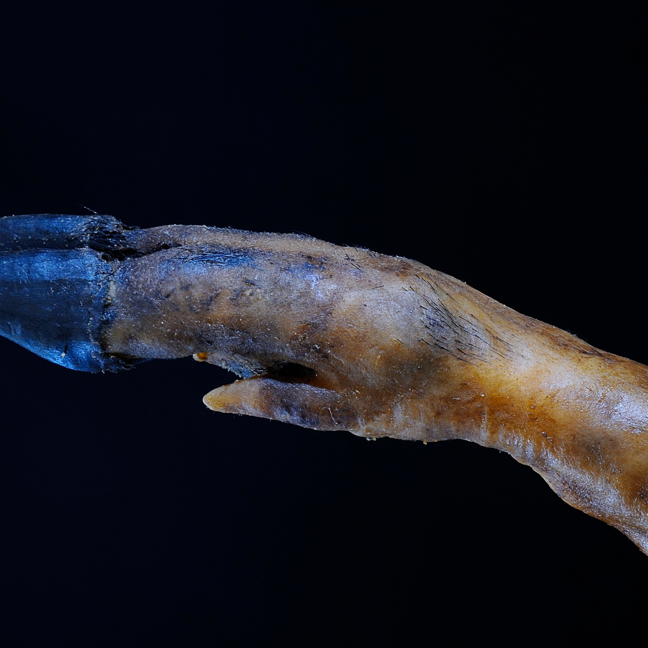 futuro-del-jamon-iberico (1) futuro-del-jamon-iberico