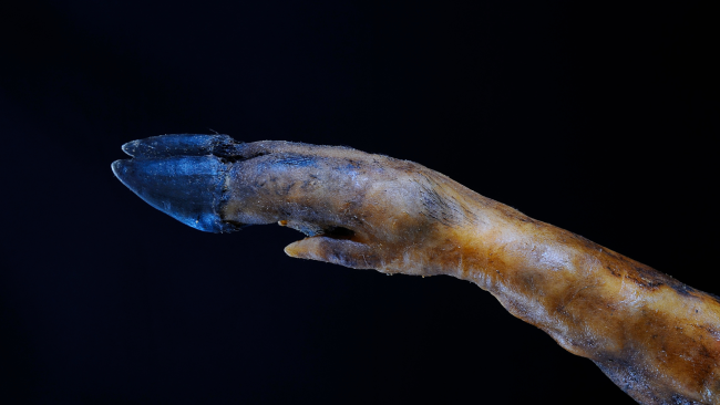 futuro-del-jamon-iberico (1) futuro-del-jamon-iberico