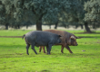 productos-ibericos-a-tu-dieta