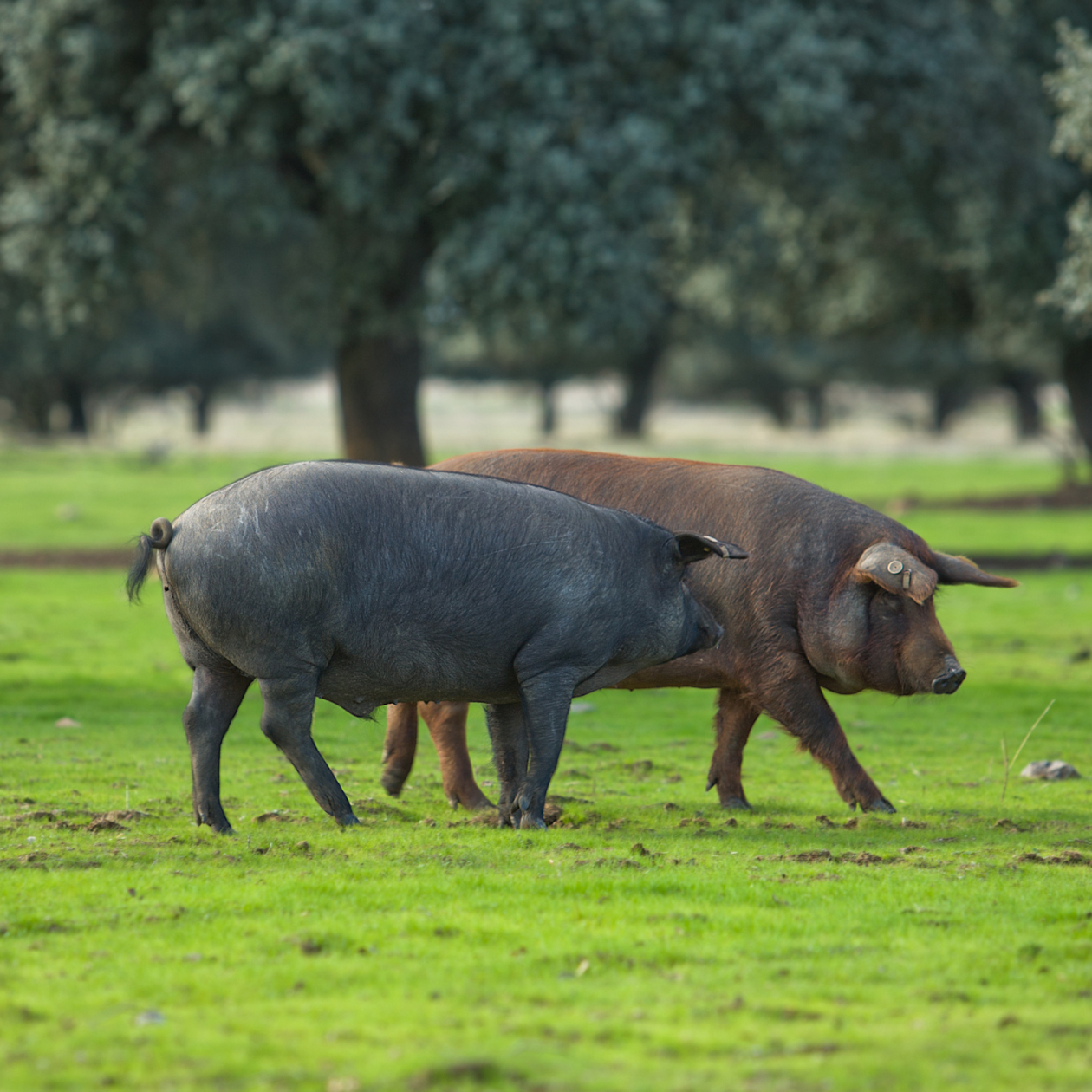 productos-ibericos-a-tu-dieta productos-ibericos-a-tu-dieta