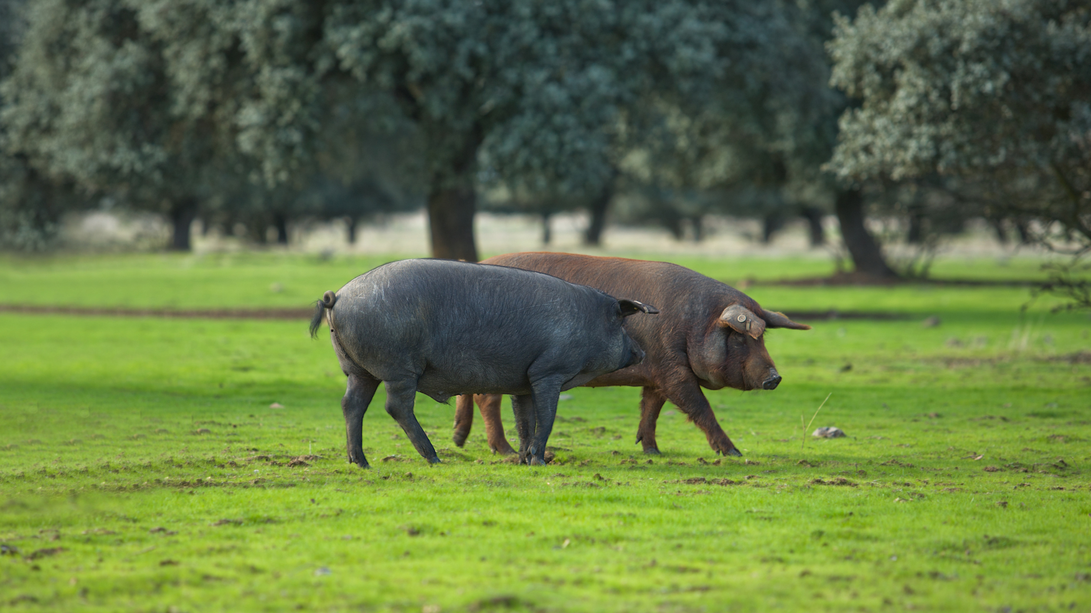 productos-ibericos-a-tu-dieta