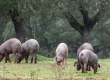 alimentacion-de-los-cerdos-ibericos