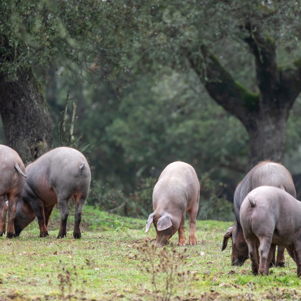alimentacion-de-los-cerdos-ibericos alimentacion-de-los-cerdos-ibericos