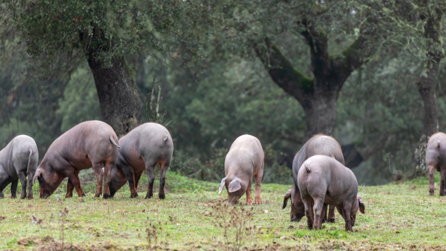 alimentacion-de-los-cerdos-ibericos alimentacion-de-los-cerdos-ibericos