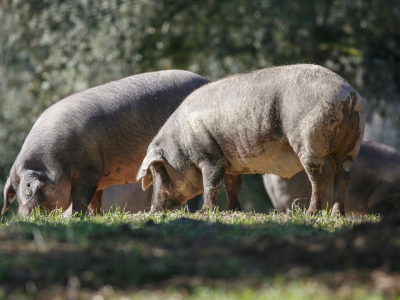 historia-detras-del-jamon-iberico