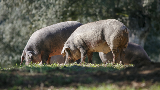 historia-detras-del-jamon-iberico historia-detras-del-jamon-iberico