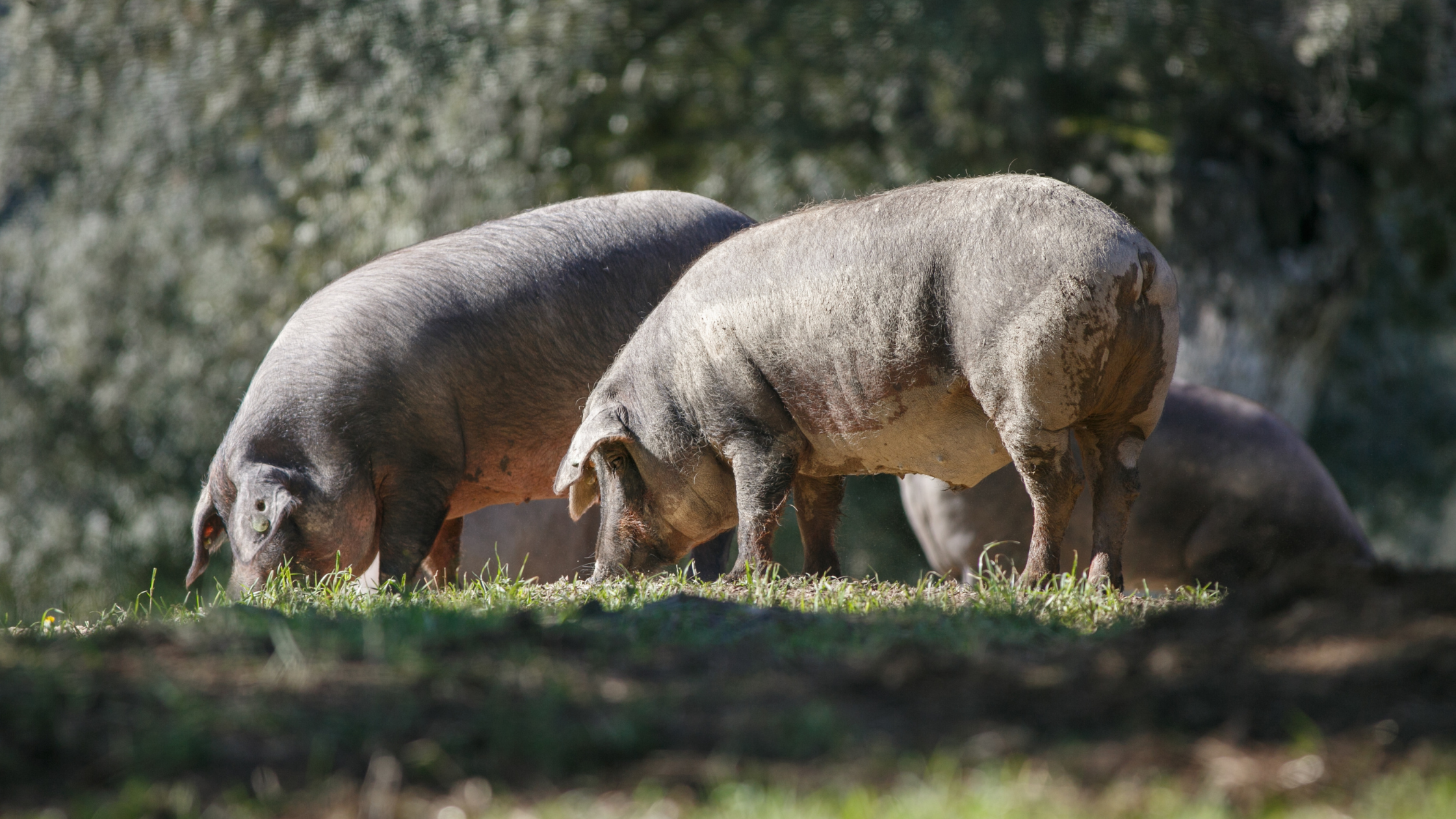 historia-detras-del-jamon-iberico