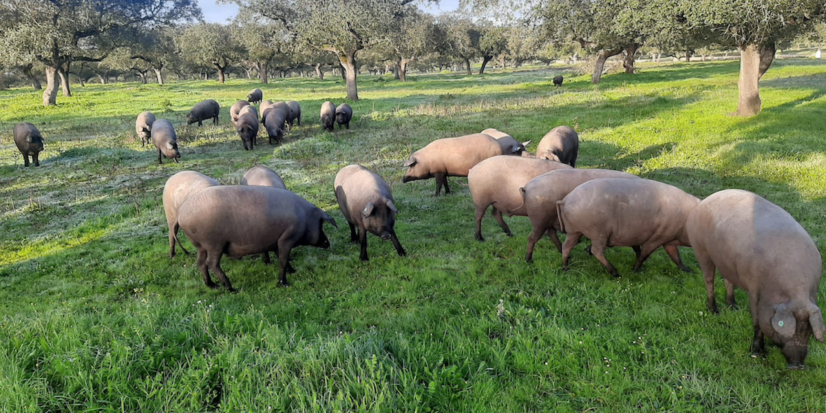 la-dehesa